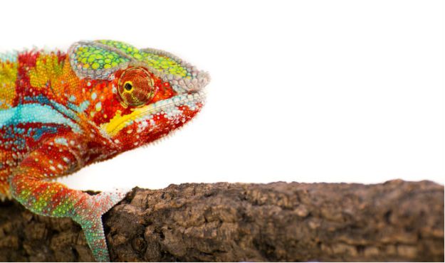 chameleon700x400_905622